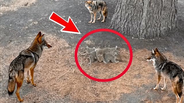 Squirrels Defend Themselves Against Pack Of Coyotes - Then Something Unexpected Happens