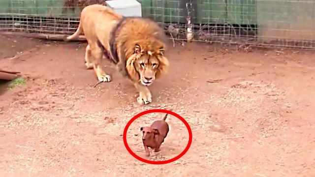 They Left The Dog In The Cage With The Lion And Then They Were Shocked