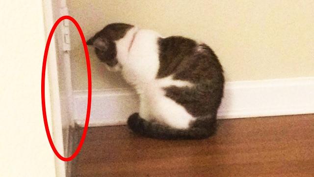 Сat Hisses at Wall in New House for Hours, Owner Finds Hidden Door behind It
