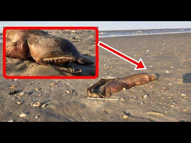 Fanged Sea Beast ‘with NO EYES’ is found washed up on Texas beach after Hurricane