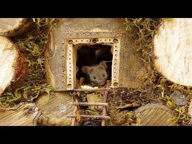Man Builds Miniature Village For Family Of Mice After He Discovers Them Living In His Garden