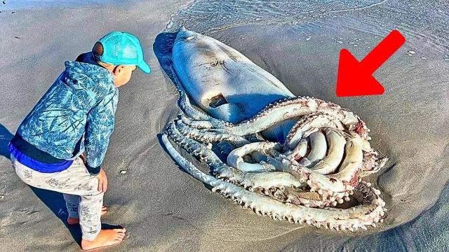 Family Beach Vacation Turned Into a Real Life Adventure After Discovering This Strange Creature
