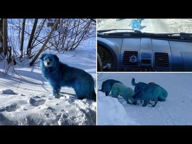 Blue Haired Dogs Appear in Russia and Concerns Russian Authorities
