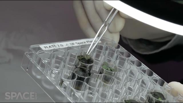See plants grown in lunar soil from Apollo missions