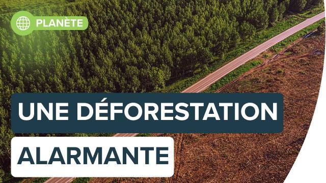 La déforestation se poursuit à un rythme alarmant | Futura