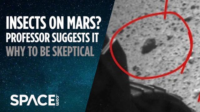 Insects on Mars? Professor Suggests It After Studying Rover Pics