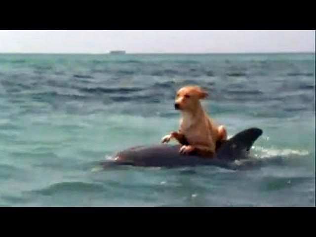 Dog Rushes Into The Ocean To See The Dolphins, Hitches A Ride Back Into Shore
