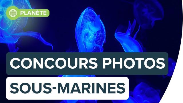 Top 15 des plus beaux clichés sous-marins de 2020 | Futura