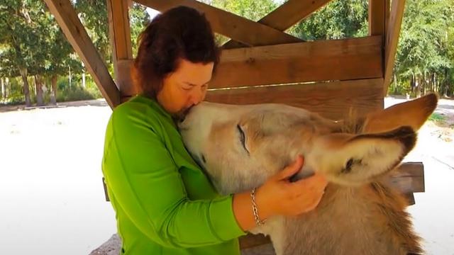 A woman makes a friendship with a donkey   but as soon as you hug a donkey, watch how he reacts