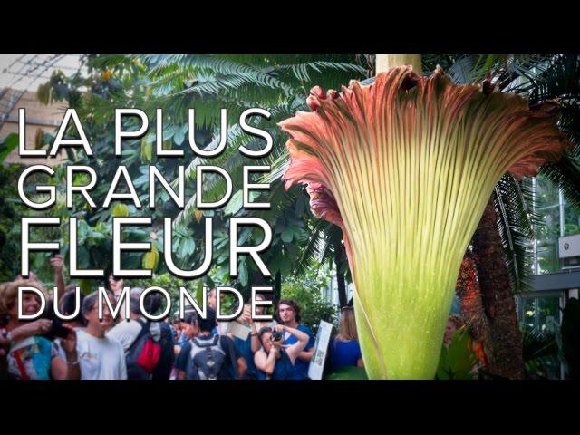 Interview : La plus grande fleur du monde est aussi celle qui sent le plus mauvais