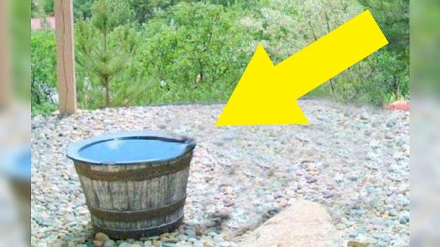 This Family’s Water Barrel Mysteriously Emptied Every Night  Then They Discovered The Culprit