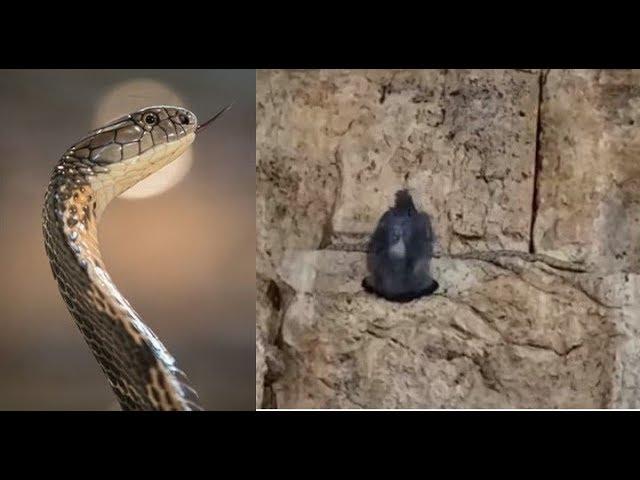 Biblical prophecy COMES TRUE as live snake wriggles out of Israel’s Western Wall