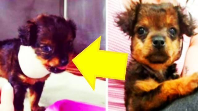 Vet Who Refuses To Put Down Paralyzed Puppy Gets A Huge Surprise A Few Hours Later