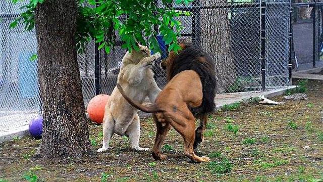 Forget Romeo And Juliet, These Lions Have A Better Love Story