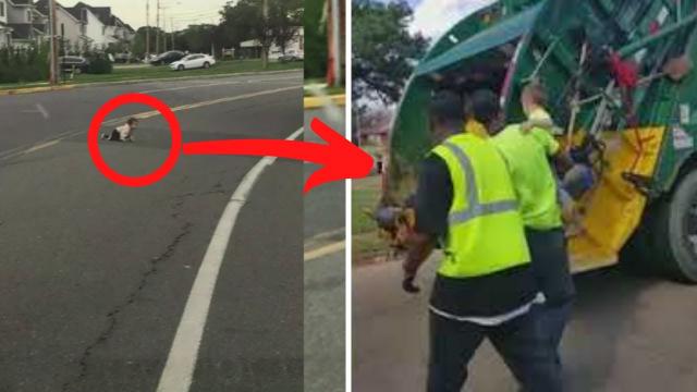 Worker Finds Something Moving in a Heap of Trash Just Seconds Before It Is Crushed