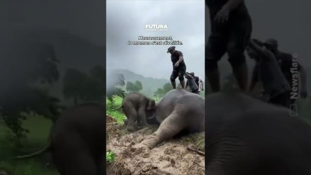 En Thaïlande, le sauvetage d'un bébé éléphant et sa mère grâce à un puissant massage cardiaque !