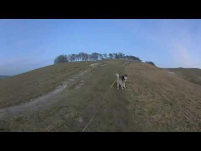 360VR Walk to Cherhill Monument with Angel the Dog