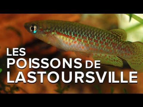 Interview : Les Curieux Poissons Des Grottes De Lastoursville