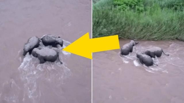 When A Baby Elephant Got Trapped In A River, Three Adults Rushed In To Try And Save It From Drowning