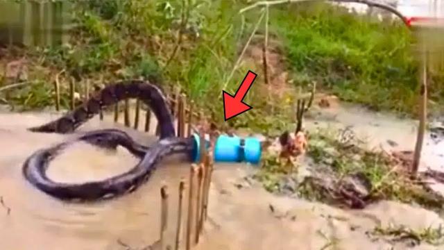 Man Thinks He Catches Giant "Snake" From River, Turns Pale After He Sees What It Really Is