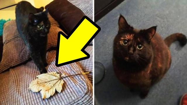 Cat Figures Out Owner Does Not Enjoy Her Live Gifts, What He Did Will Melt Your Heart