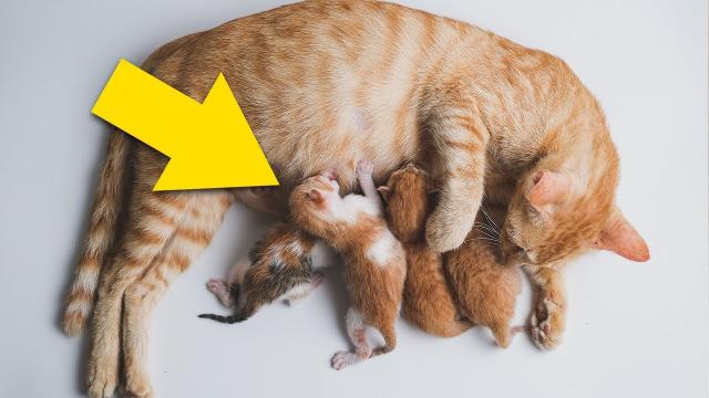 A cat gave birth but then the vet realised that their kittens are not kittens