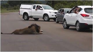 When Two Children Filmed This Lion From A Car, The Big Cat  Showed His true Nature