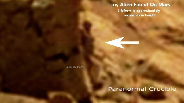 Tiny Alien Spotted On Mars?