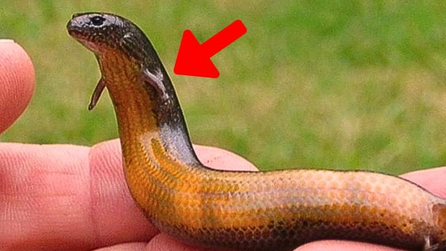 Man Finds Strange Snake In Backyard – When The Vet Sees It He Says “This Can’t Be True”