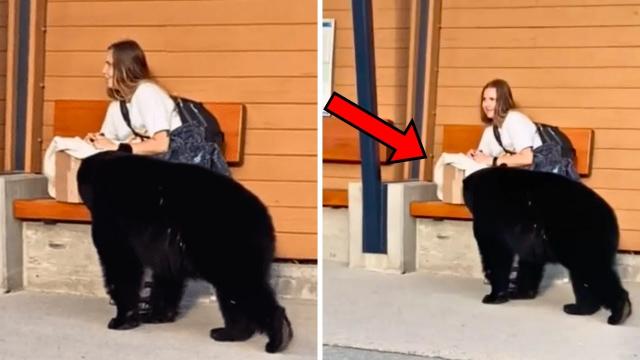 Bear Approaches Woman At Bus Stop, When She Realizes Why, She Decides To Follow Him
