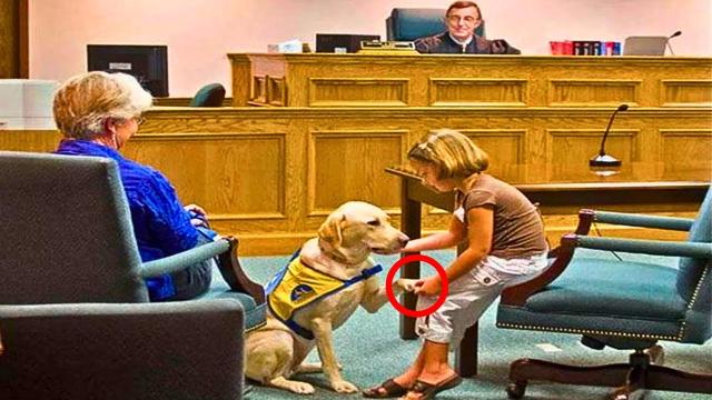 Judge Notices Little Girl Signalling To Her Dog, Halts Court When Dog Responds