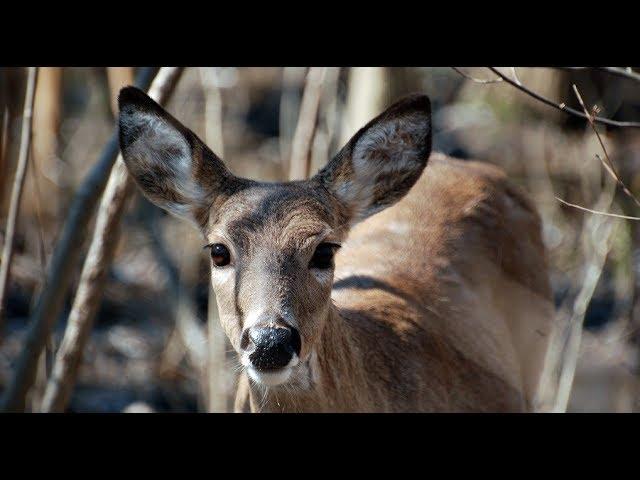 Deer Found On Power Line 22 Feet Up!