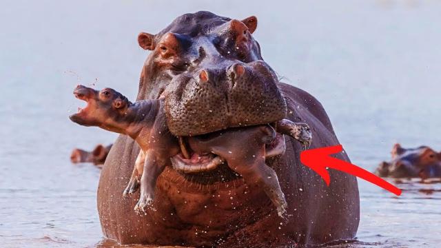 The zoo is adopting a new hippo  When the vet sees this, he calls the police