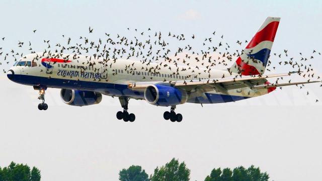 A Swarm of Birds Followed and Attacked This Plane For A Tragic Reason