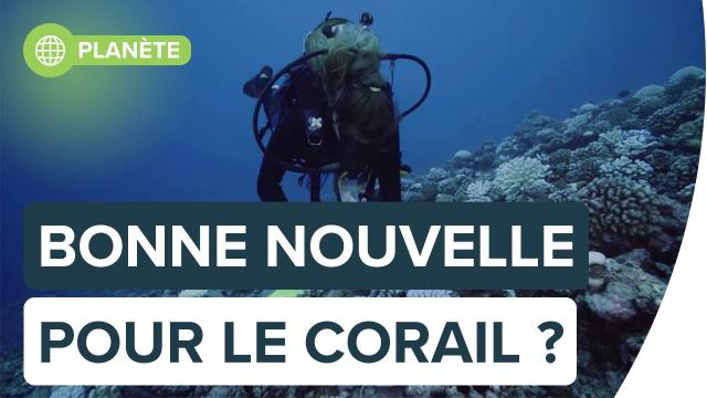 Grande barrière de corail : la vie sous-marine prospère malgré le réchauffement | Futura