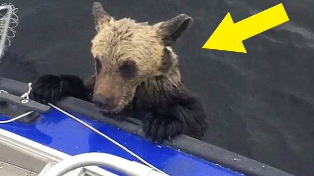 When Guy Realized Why Bears Were Climbing On His Boat, It Was Almost Too Late To Escape Alive