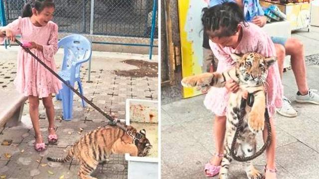 Tiger Adopts Human Girl, What Happens Next Will Make You Cry