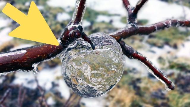 7 Days After Ice Storm - Farmer Discovers ‘Ghost Apples’