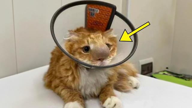 Cat Brought To The Vet For Its Strange Nose - Vet Finds This When Taking A Closer Look