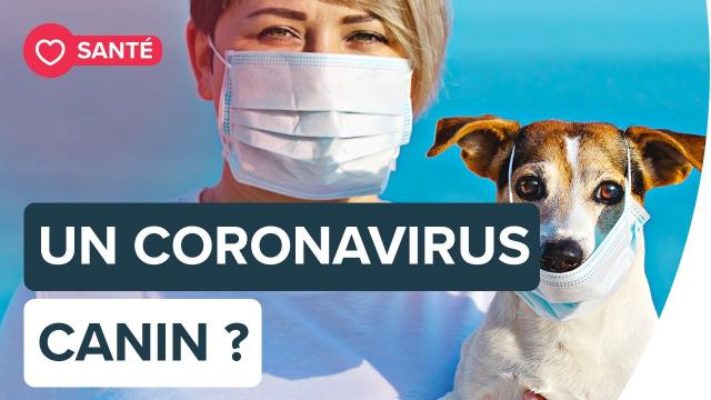 Un nouveau coronavirus issu du chien capable d’infecter l’Homme | Futura