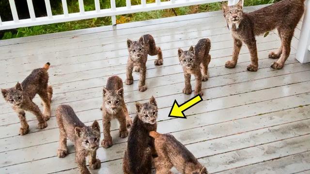 Lynx Brings 7 Kittens To Woman - She Bursts Into Tears When Realizing Why