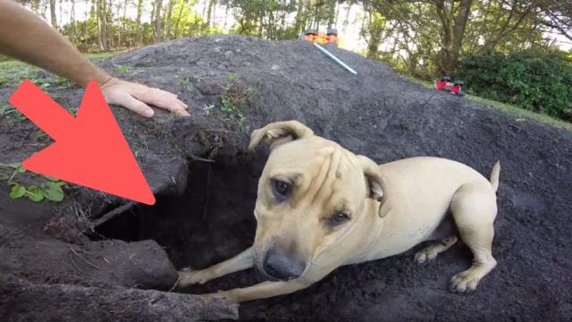 This Dog Digs Up $10M Worth Of Gold Coins In Neighbor’s Yard
