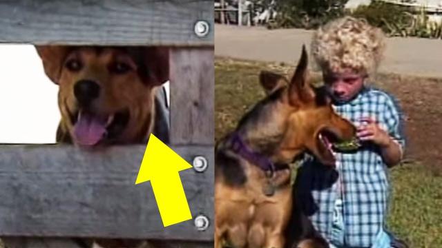 This Dog Went Missing From Home Each Day. But When Her Mom Found Out Why – It’ll Make You Cry