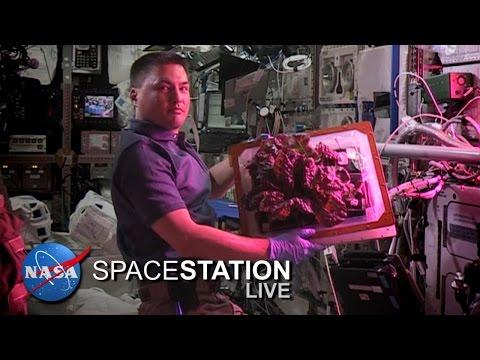 Space Station Live: A First For Space Lettuce