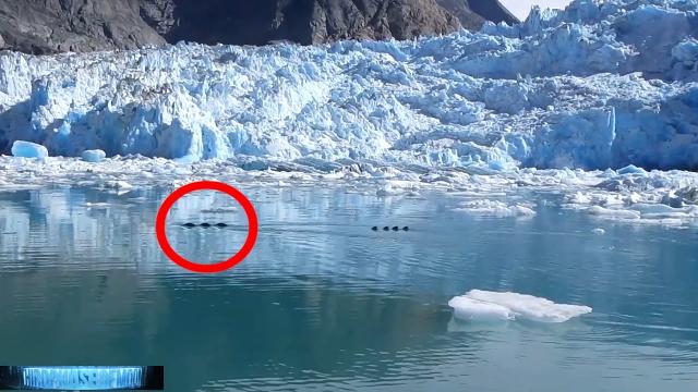 HUGE!!! Godzilla Serpent SEA MONSTER Captured on VIDEO HD Alaska! UFO Eye Witness!! 11/19/2016