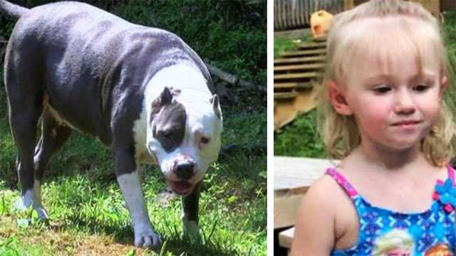 2-year-old girl disappears in woods – two days later, pitbull approaches mom with message