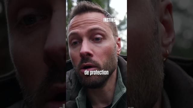 Le lynx boréal en danger : braconnage et consanguinité menacent l'espèce !