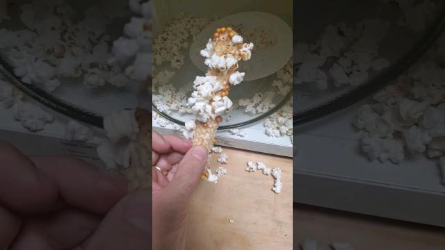 Popcorn On The Cob