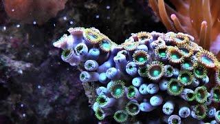 Corals as engineers