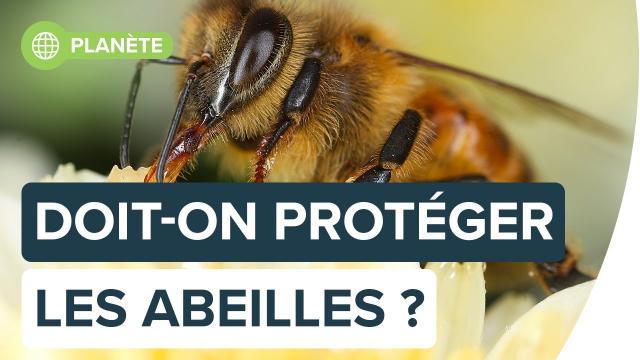 10 actions à adopter pour sauver les abeilles | Futura